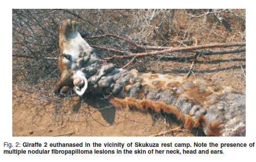Papillomavirus giraffe Why anthelmintic resistance is a threat to farmers viermi negrii de pamant