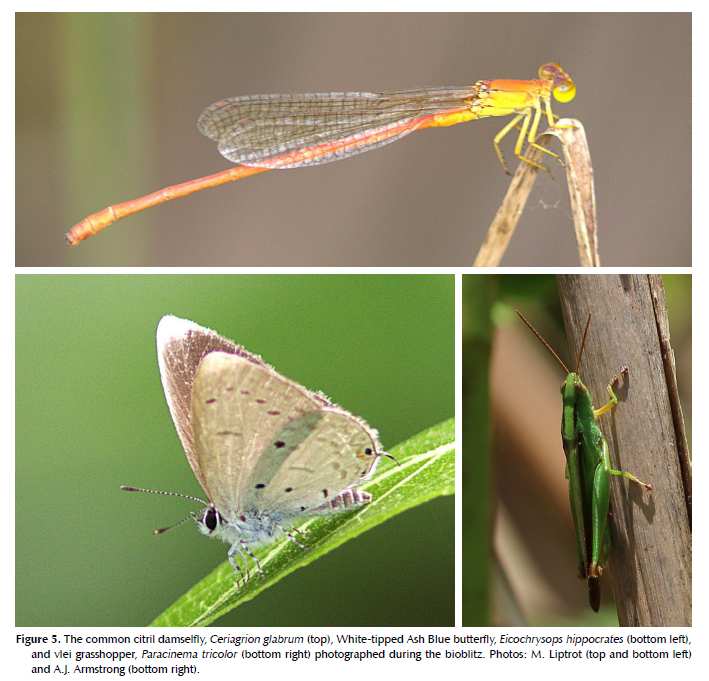 Site selection for release of captive-bred Pickersgill's reed frogs ...