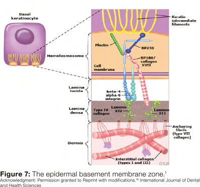 Basement Membrane Zone : PPT - Structure and Function of Human Skin ...